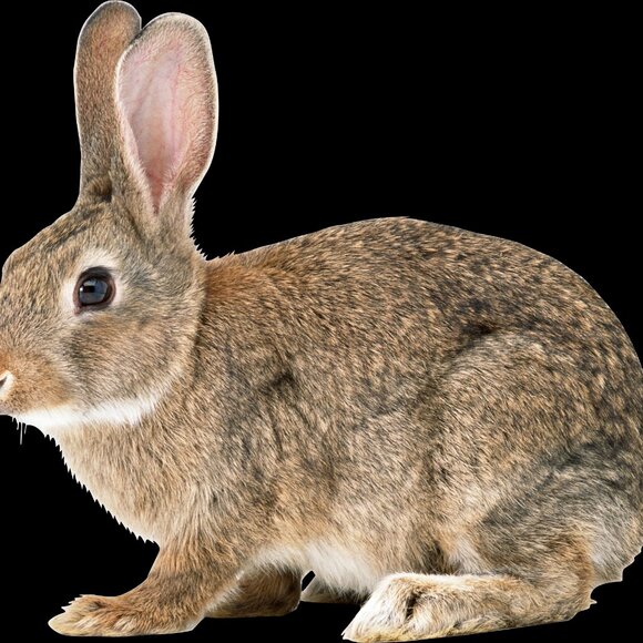 Meet your Posher, Faye - Picture 1 of 1